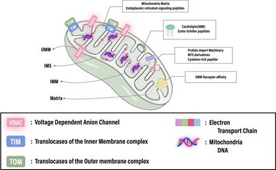 Advancements in mitochondrial-targeted nanotherapeutics: overcoming biological obstacles and optimizing drug delivery